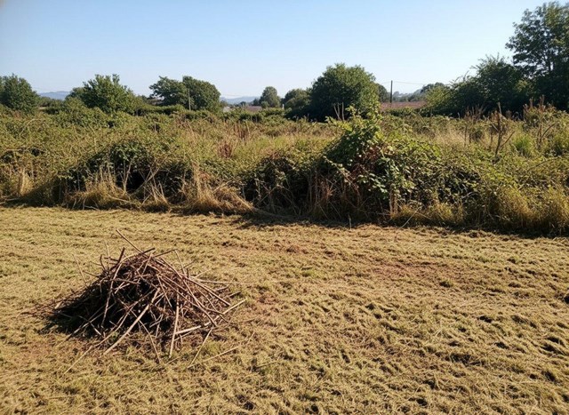 Desbroce y limpieza de fincas en Pontevedra - Imagen 1