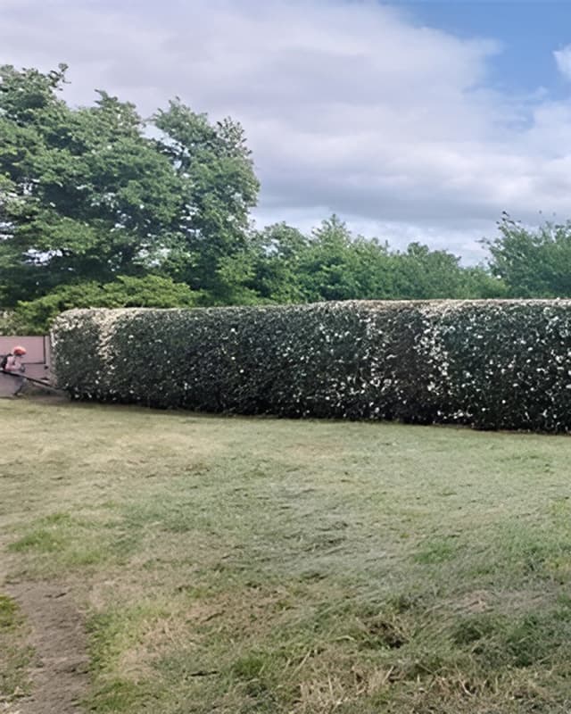 Diseño y mantenimiento de jardines en Ourense
