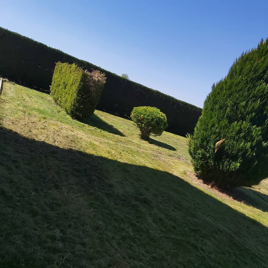 Servicios profesionales de desbroce en Ourense