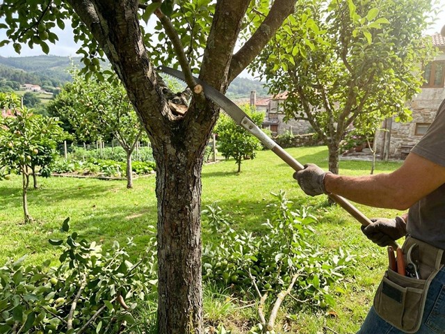 Poda de árboles frutales en Ourense